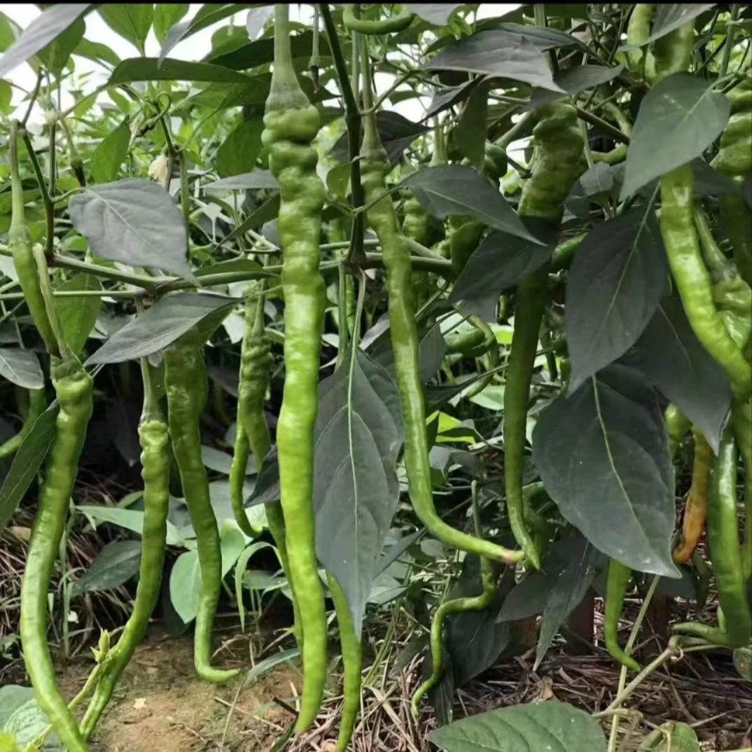 【大悟赵河辣椒】正宗大悟特产家乡小时候的味道
