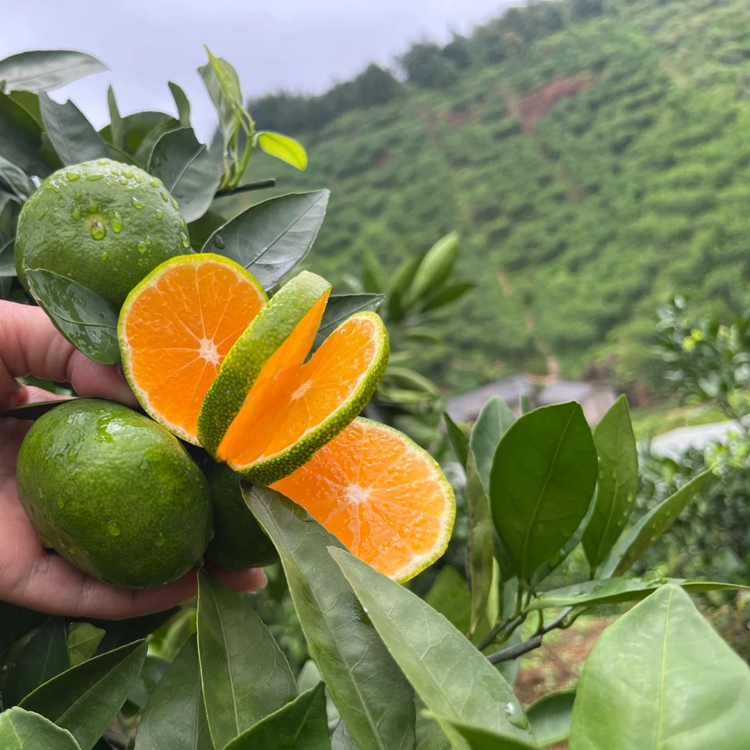 江西赣南寻乌高山无籽青皮蜜橘