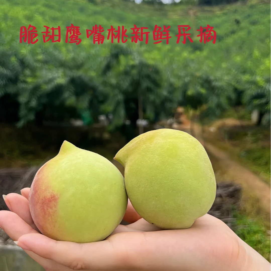 新鲜采摘脆甜鹰嘴桃10斤装桃子精品营养精选果园