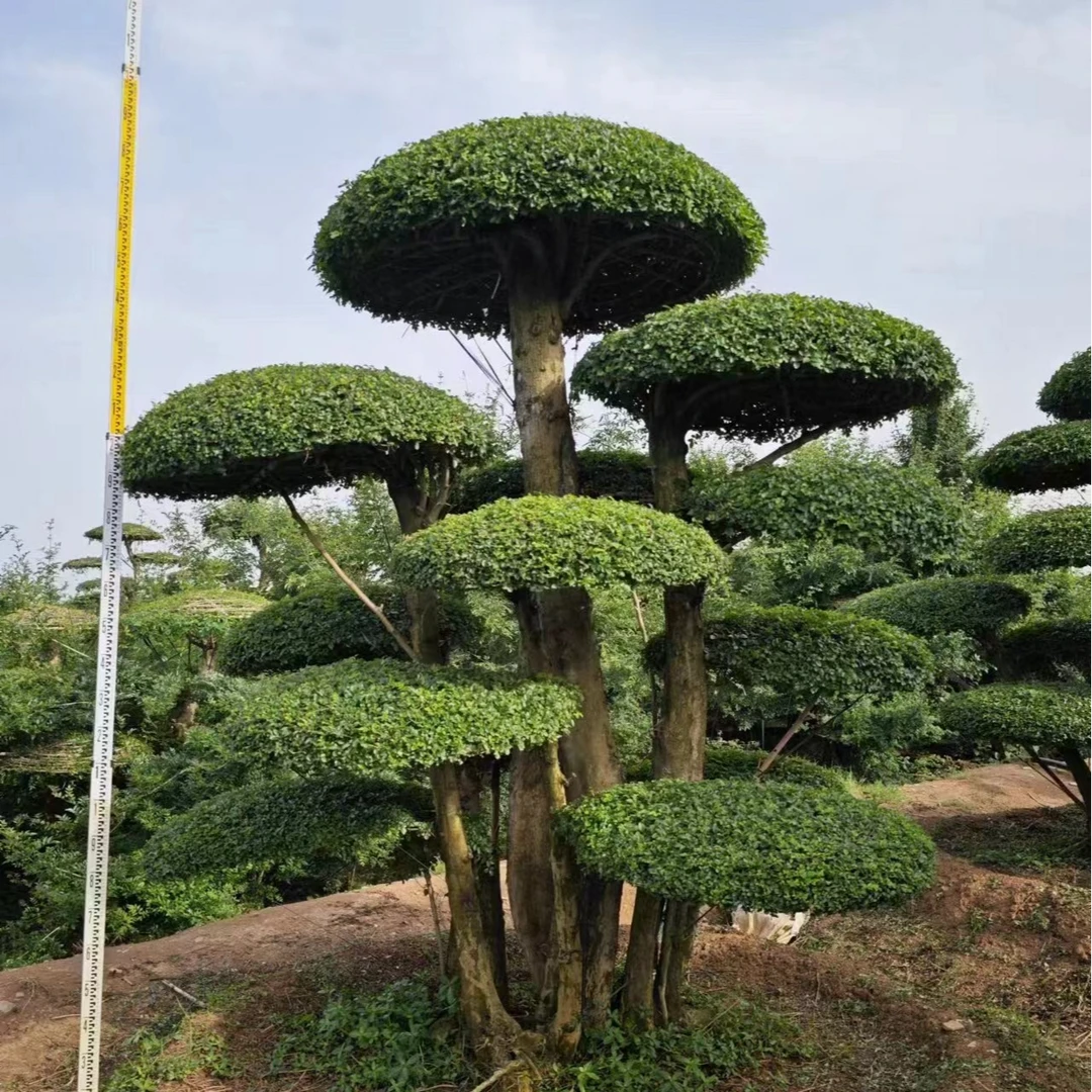 对节白蜡造型树绿化工程用树以直播间实物为准养护修剪
