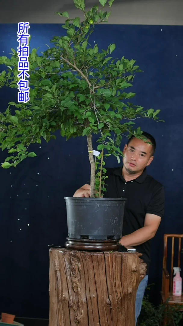 【闪购商品】红陶20CM（含）-50CM（不含）1