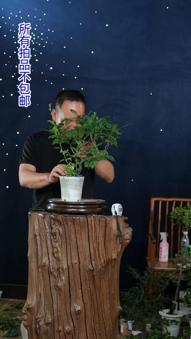 【闪购商品】红陶20CM（含）-50CM（不含）未知