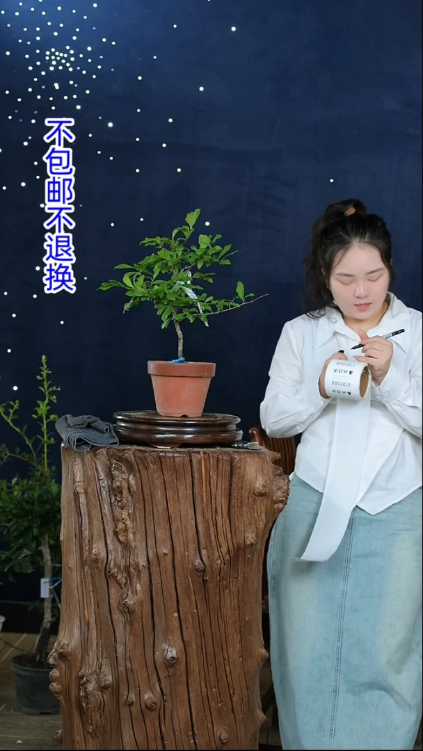 【闪购商品】红陶20CM（含）-50CM（不含）1