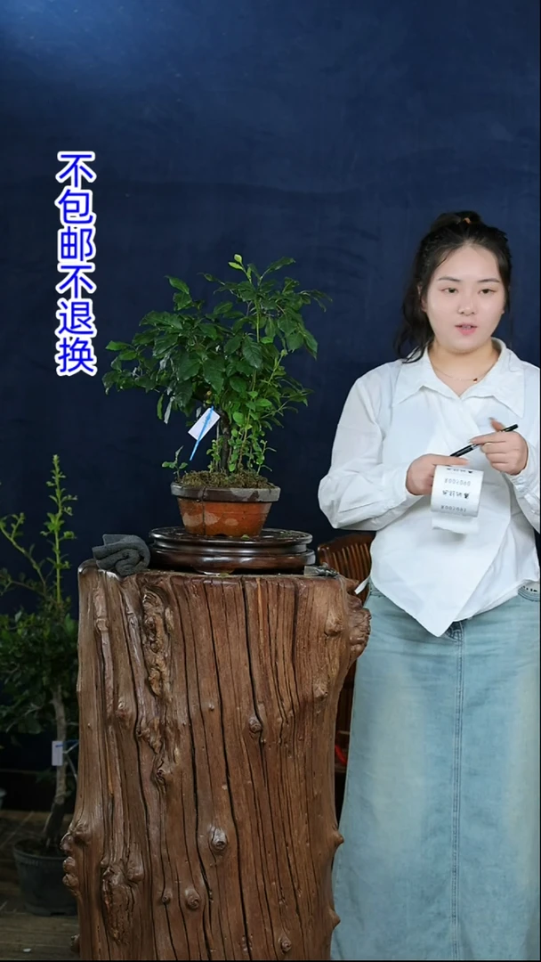【闪购商品】红陶20CM（含）-50CM（不含）1