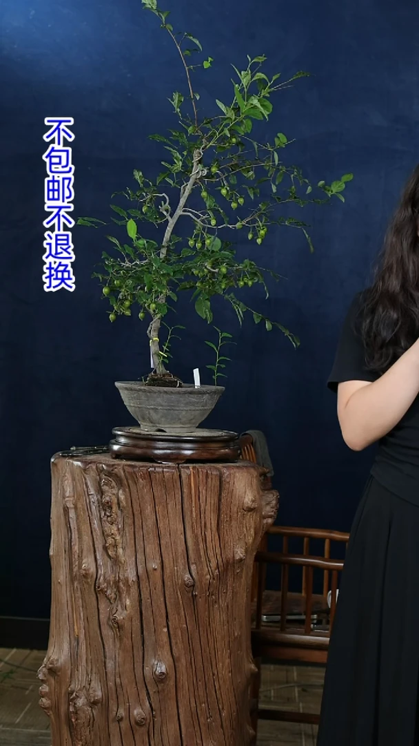 【闪购商品】红陶20CM（含）-50CM（不含）典雅