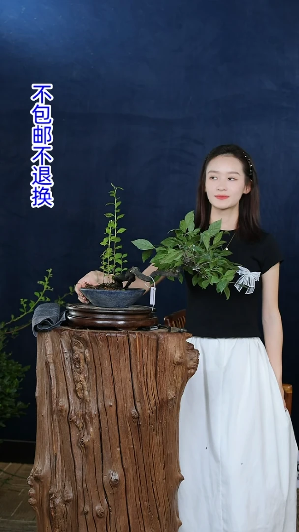 【闪购商品】红陶20CM（含）-50CM（不含）未知