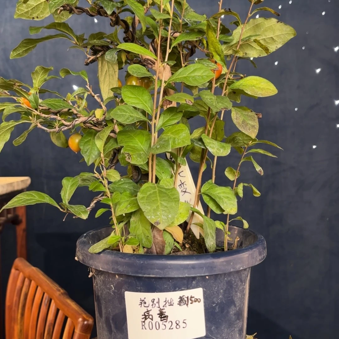 红陶20CM（含）-50CM（不含）