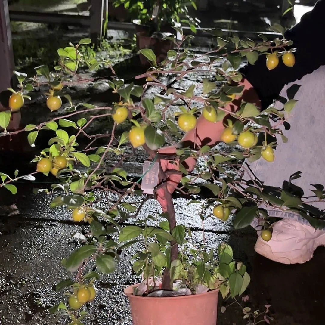 红陶20CM（含）-50CM（不含）