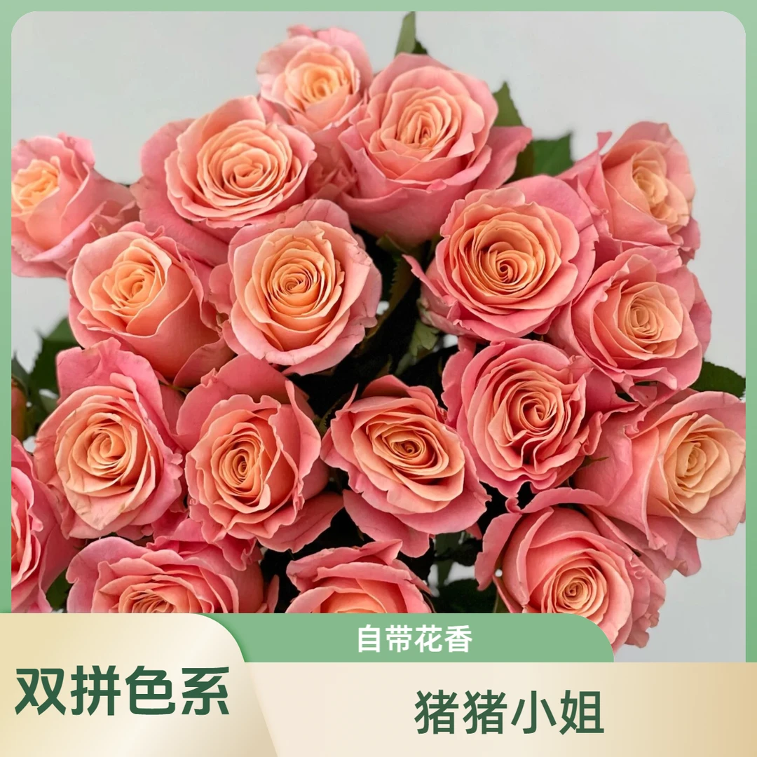 单头玫【猪小姐玫瑰】花香高端云南鲜花基地直发 任意两单顺丰包邮