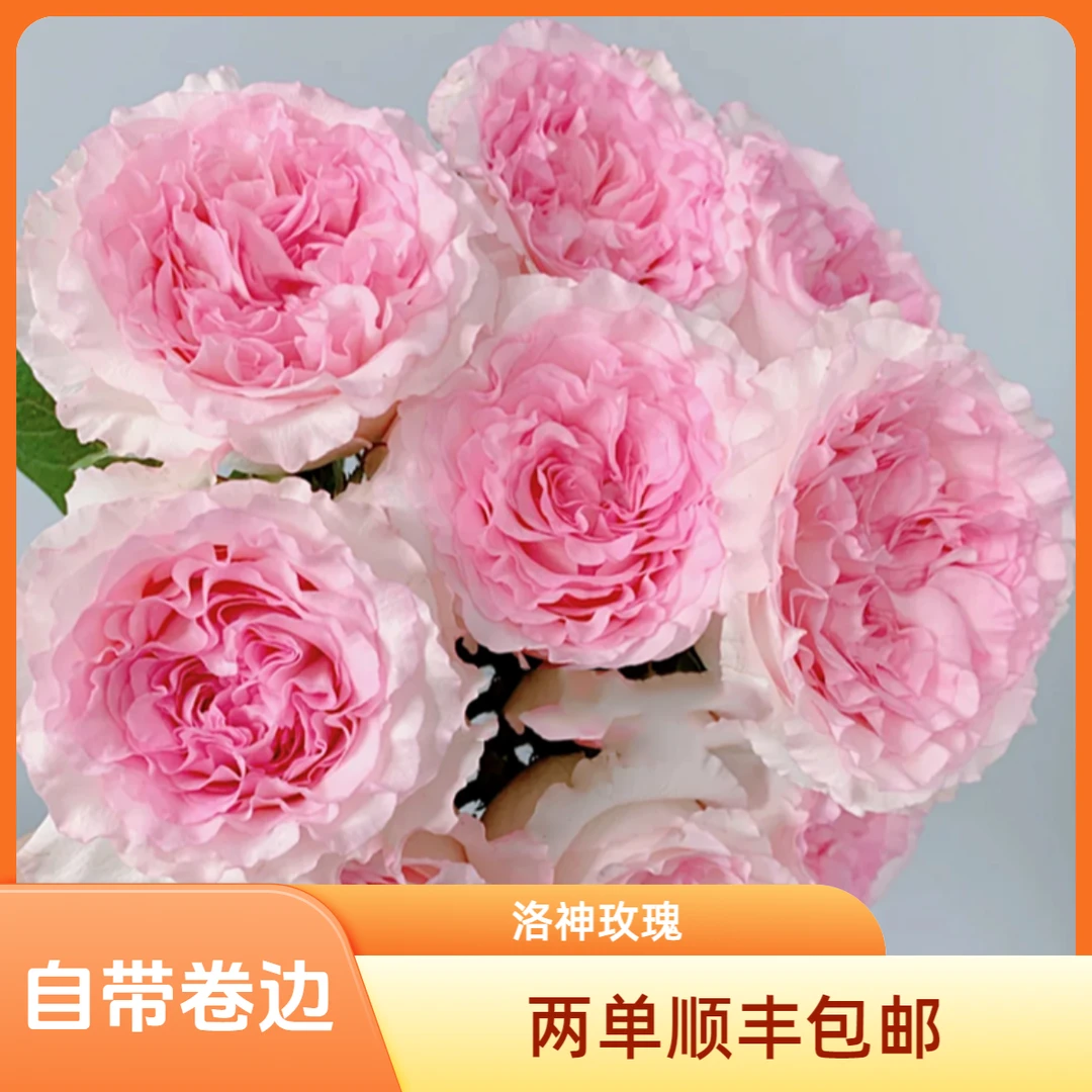 单头玫【洛神玫瑰】云南鲜花直发 任意两单顺丰包邮