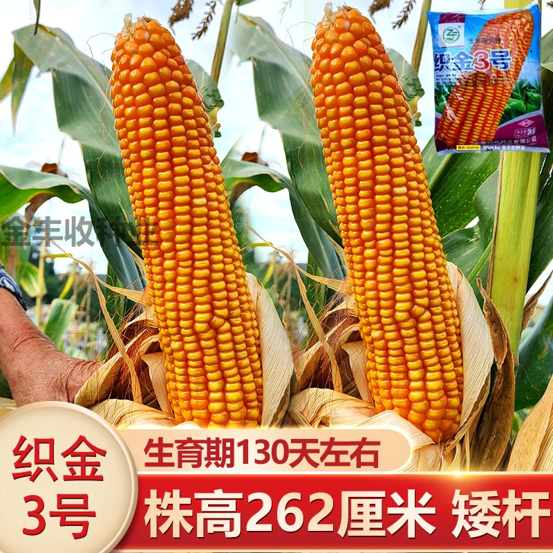 玉米种子种春播高产紫杆紫叶大棒杂交玉米种籽云贵川西南 织金3号
