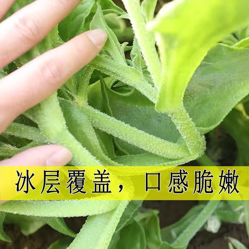 正宗大叶水晶冰菜种子冰菜籽四季阳台盆栽可种植蔬菜种子农家菜籽