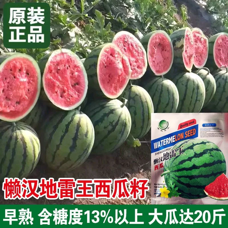 懒汉地雷王西瓜种子农家特大地雷懒汉西瓜种子圆形高产西瓜种子