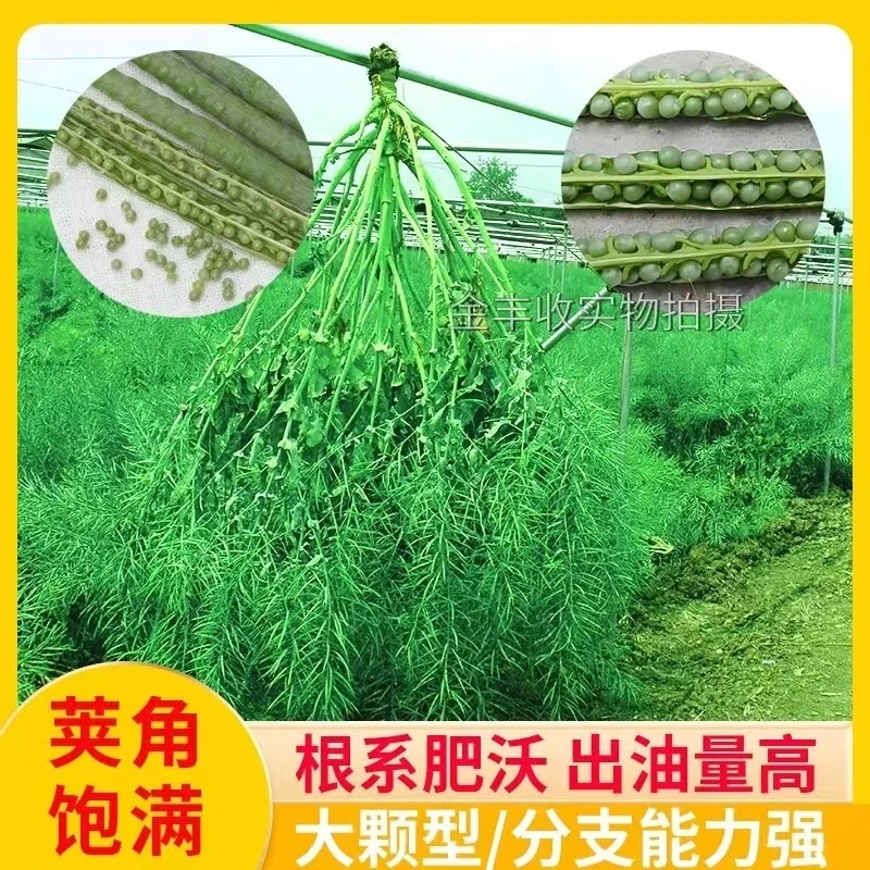 2025年油菜种子大全籽杂交高产油菜种子矮杆耐寒抗倒早熟新油菜种