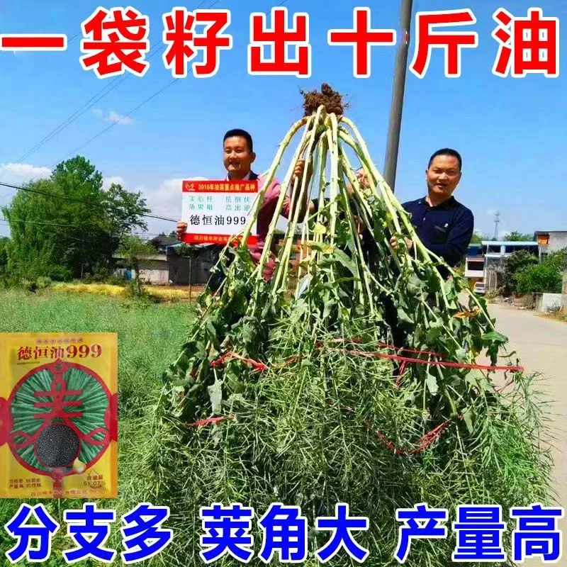 油菜种子早熟高出油菜籽高产榨油矮杆抗倒伏耐寒冻不死 德超油797