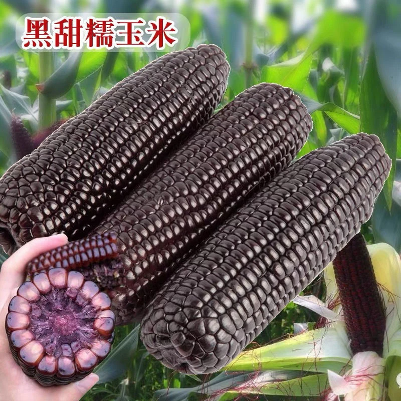 京紫糯鲜黑糯玉米紫色黏棒子甜糯苞米紫黏代早餐非转基因真空包装