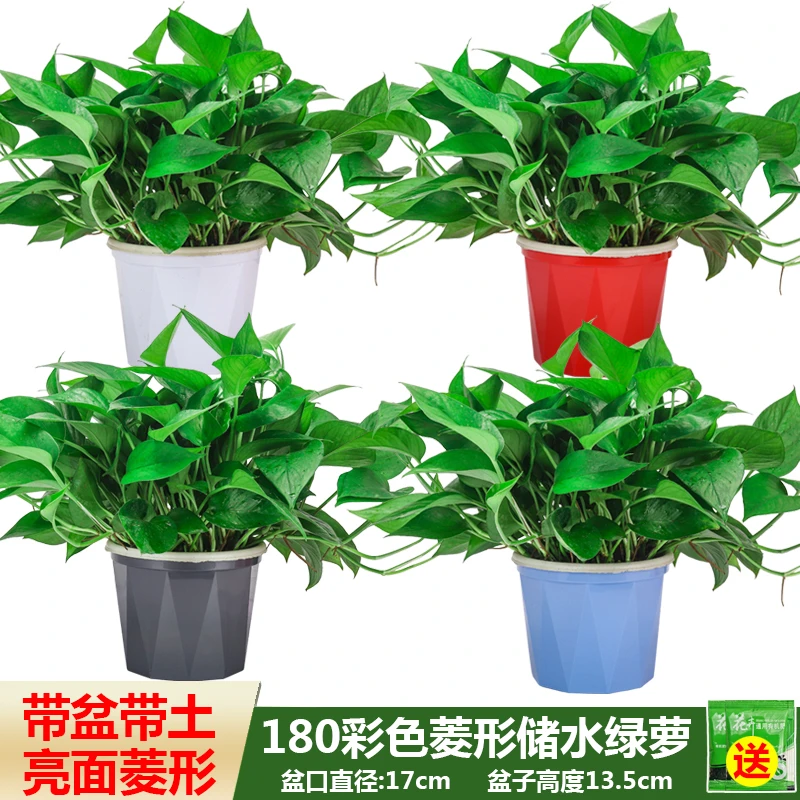 绿萝盆栽室内客厅绿植花卉家用净化空气绿箩植物室内吸除甲醛吊兰