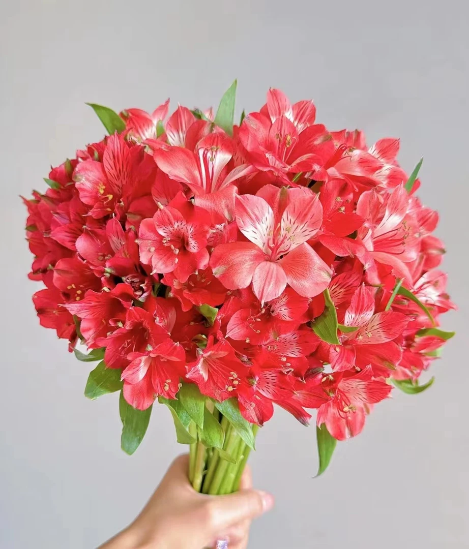【初見】海盛 水仙百合 六初花 家庭水养云南优质鲜切花