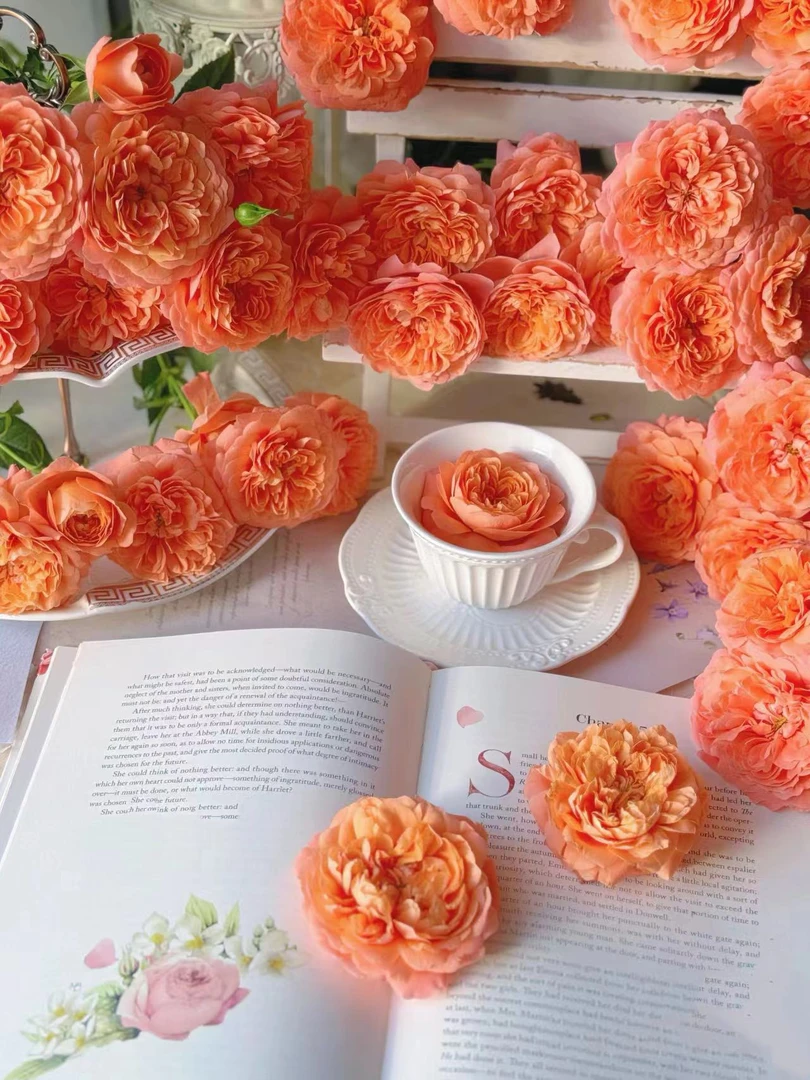 【初見玫瑰庄园】 国产玫瑰 多头稀有杏色果汁系列 家庭水养鲜切花