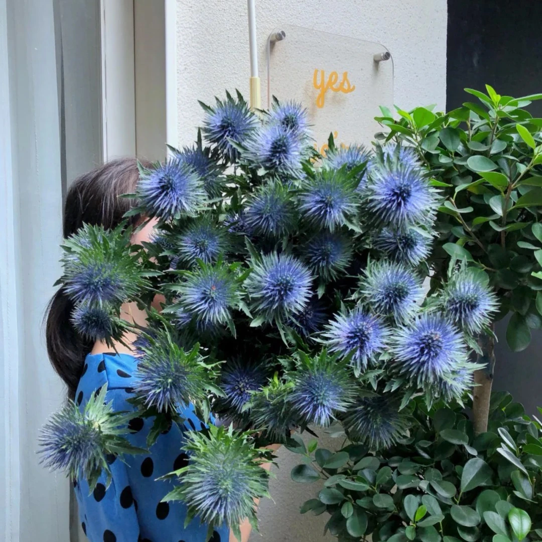 【初見·玫瑰庄园】南非进口银蓝色花材高山刺芹可做干花水养花材