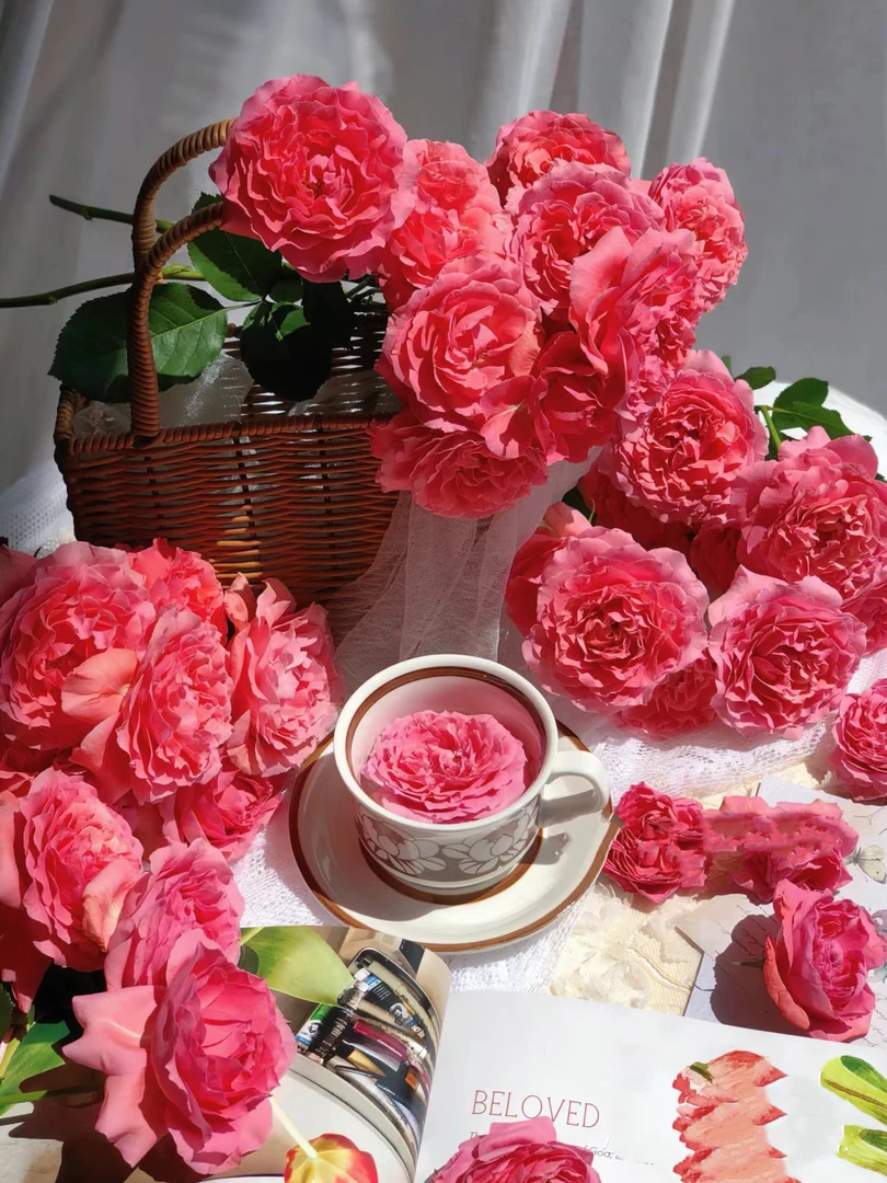 【初見】  珊瑚果冻多头玫瑰 俏溪阳/德芮尔品牌基地鲜切花养护保鲜