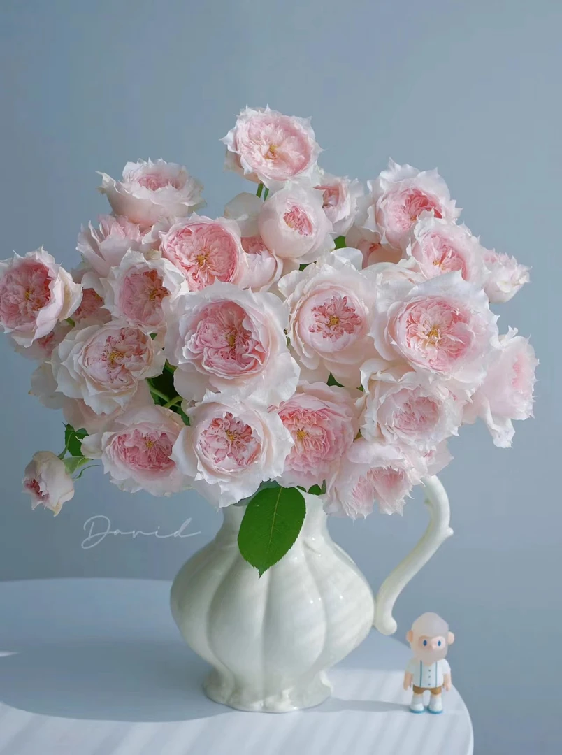 【初見玫瑰庄园】莫妮卡戴维 玫瑰系列家庭水养养护漂亮鲜切花产品