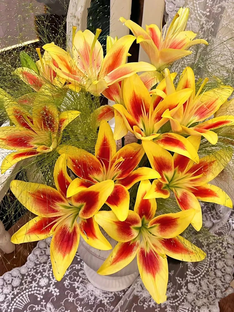 【初見】皇冠 亚百合 迷你百合家庭水养云南优质鲜切花