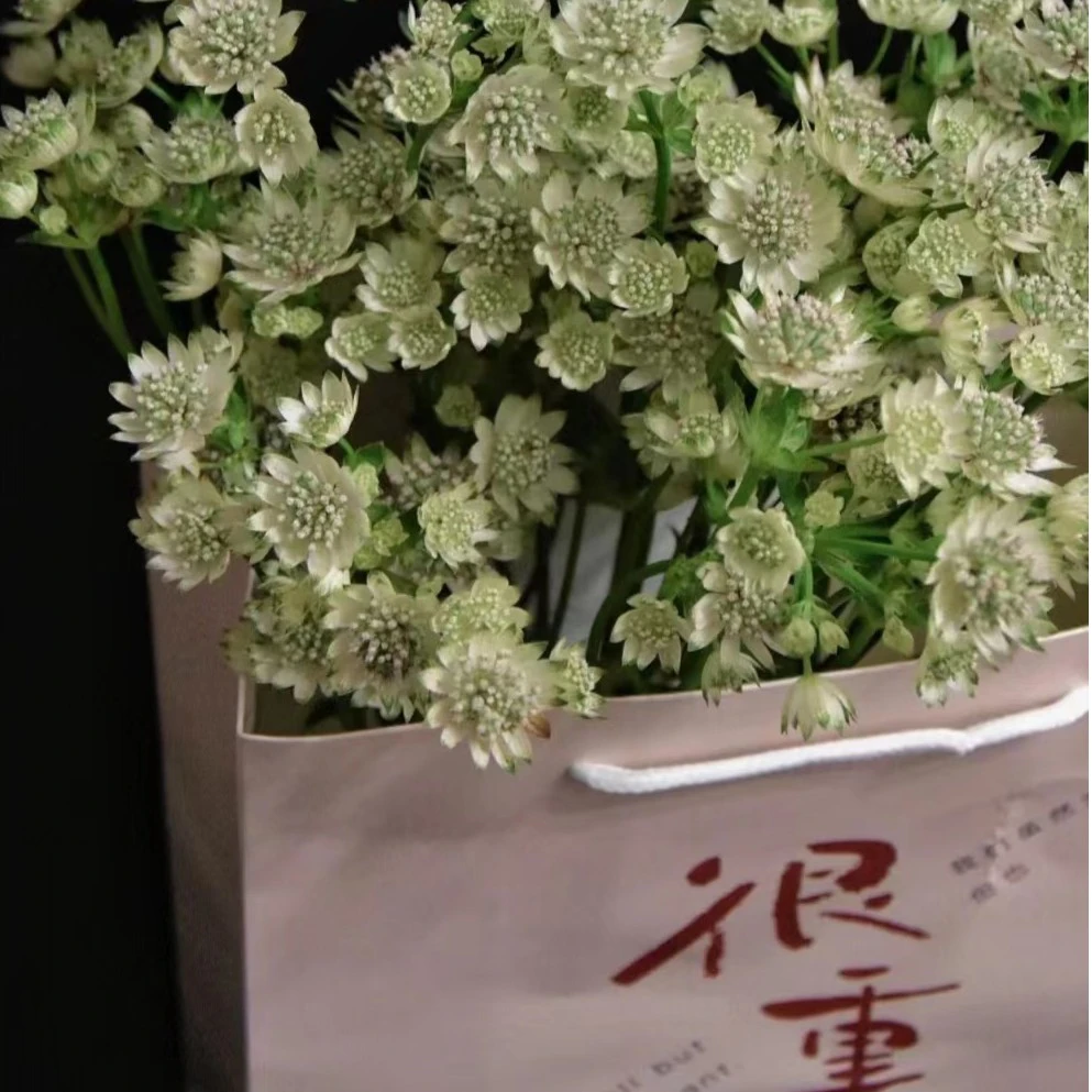 【初見·玫瑰庄园】南非进口花材星芹花家庭水养轻奢摆件装饰花