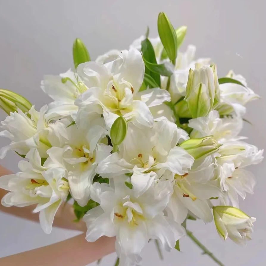 【初見】暴风雪 白雪公主 重瓣百合家庭水养云南优质鲜切花