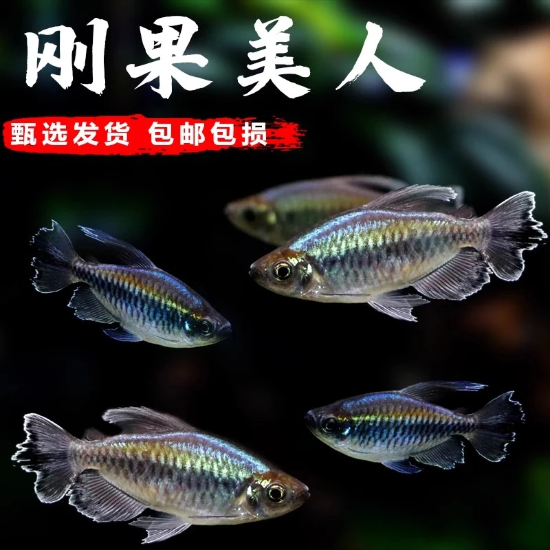 刚果美人鱼热带鱼观赏鱼草缸群游鱼好养【开包前报损/入杠不包损】