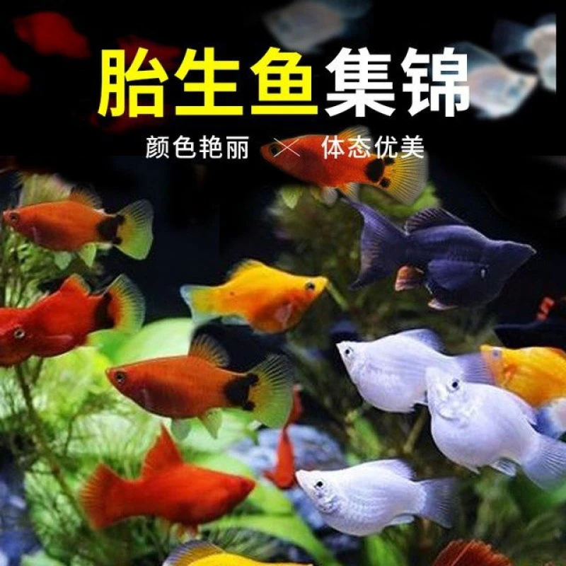 （粉丝福利）不包损不包活-玛丽鱼皮球鱼胎生鱼