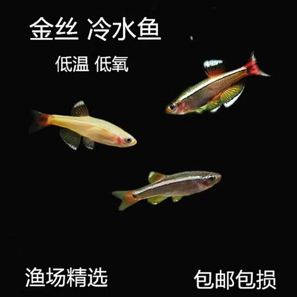 金丝鱼【开包前报损/入杠不包损】白云金丝黄化鱼冷水灯科新手群游