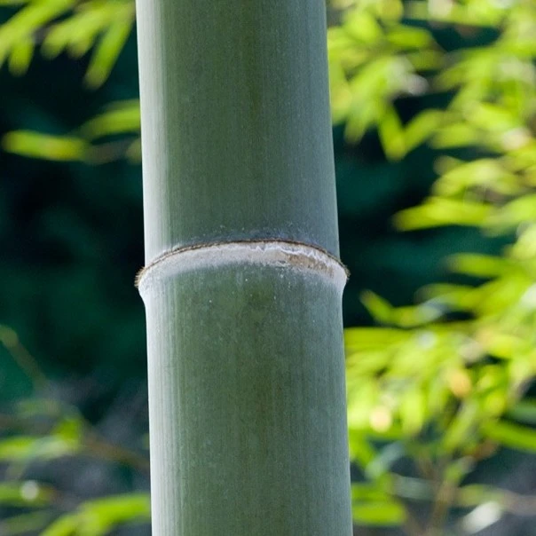 野生竹蜡买1发3手足口裂干燥脱皮 正品天然竹白霜 干花粉现刮包邮