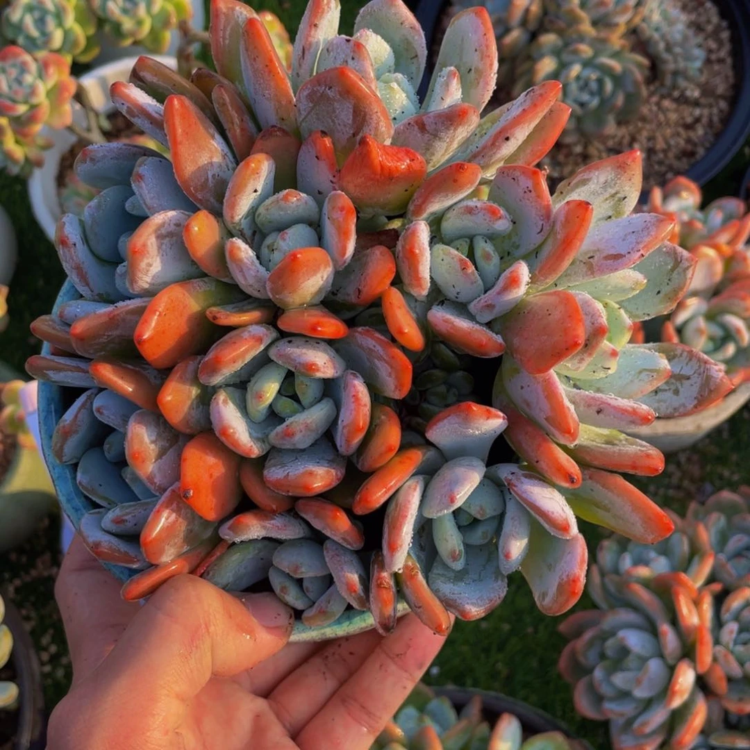 冷香老桩手捧花