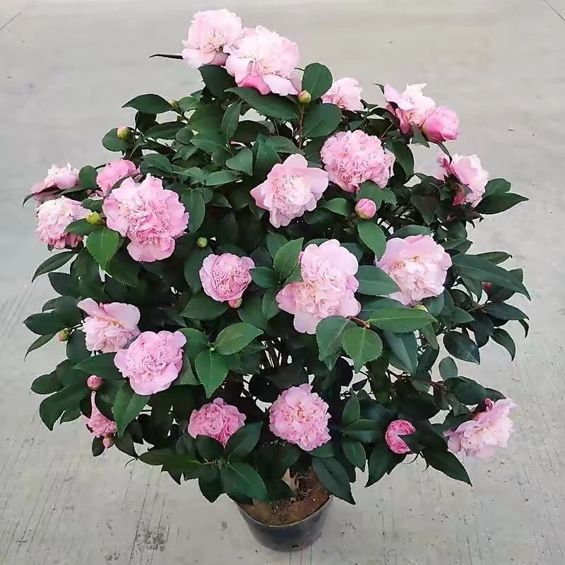 香妃茶花盆栽带花苞浓香型茶花冬季开花室内耐寒花卉植物茶花树苗