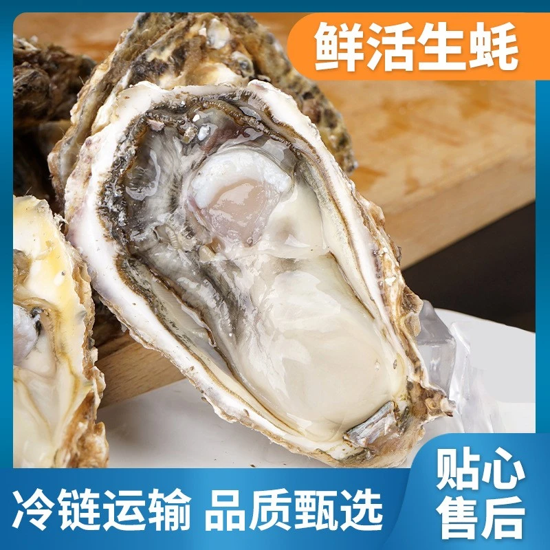 宸甸鲜果【顺丰包邮】鲜活生蚝5斤 牡蛎现捞现发 海蛎子烟台发货