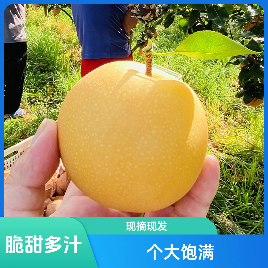正宗秋月梨 脆甜多汁山东烟台现摘4.5斤大果礼盒包邮香甜产地直发