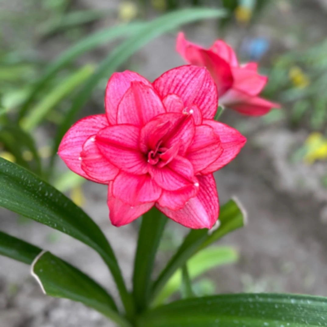 〔福利购  朱顶红西瓜久6厘米＋〕澳朱重瓣  包对版