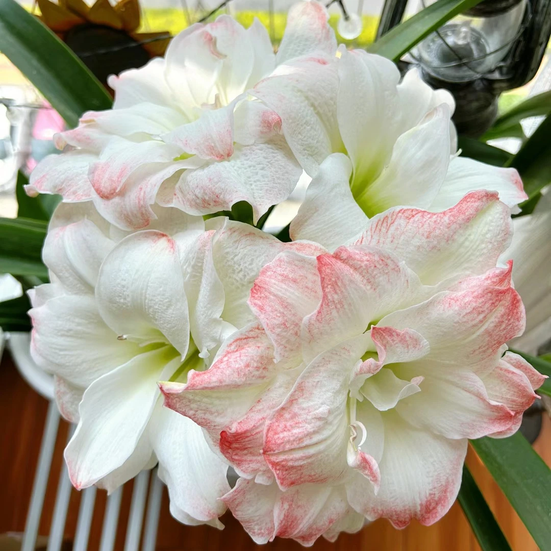 〔开播福利 朱顶红糖果戴斯〕荷兰重瓣 苗情好 包对版