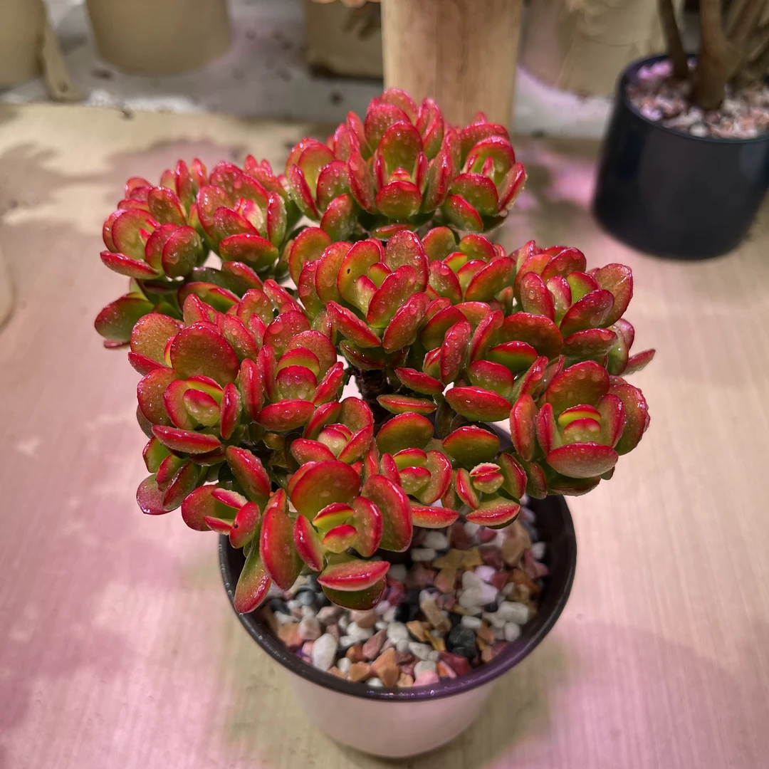 【买一送一】小号摇钱树 南北方通养多肉植物  耐低温  好看好养