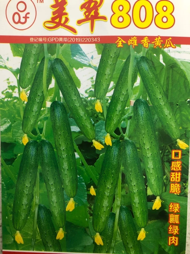 美翠808全雌香黄瓜种子