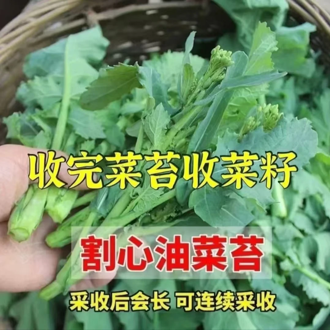 新品油菜苔种子四季蔬菜抽苔油菜心种籽菜薹油绿叶菜抽心油菜种籽