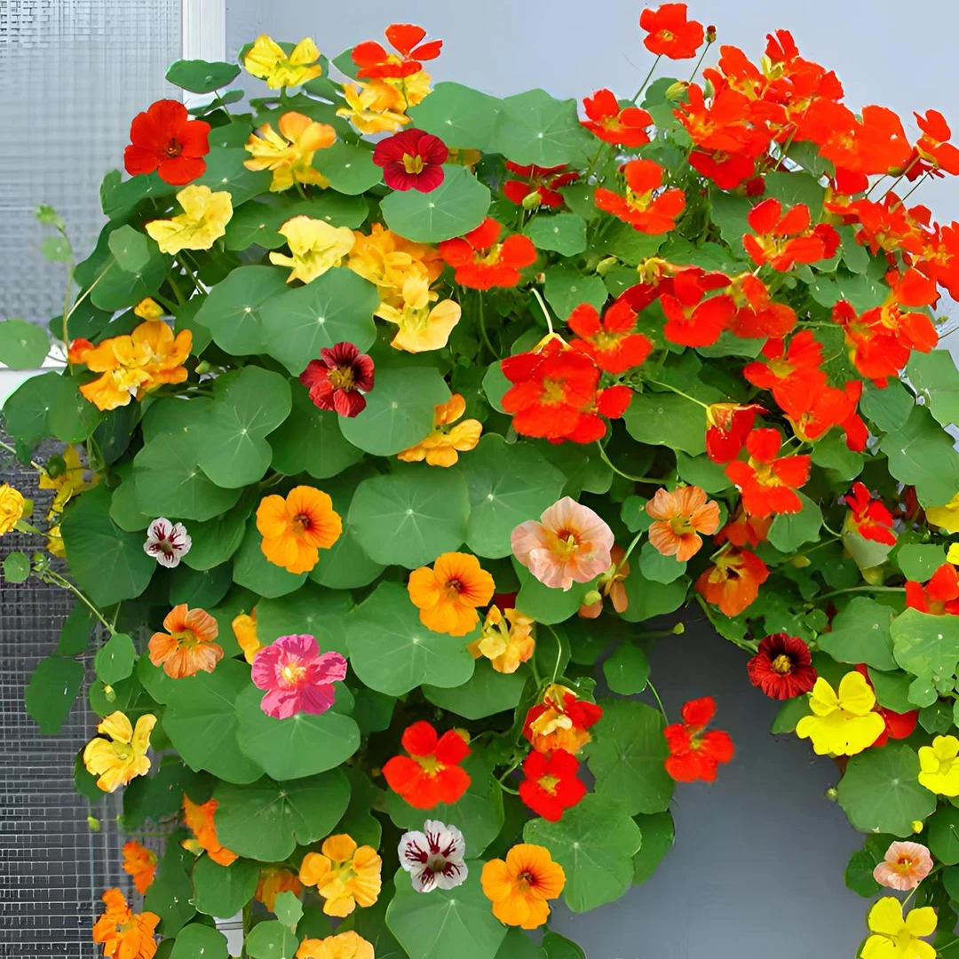 旱金莲花种籽旱荷花种子绿植物室内耐阴阳台庭院盆栽垂钓花卉耐寒