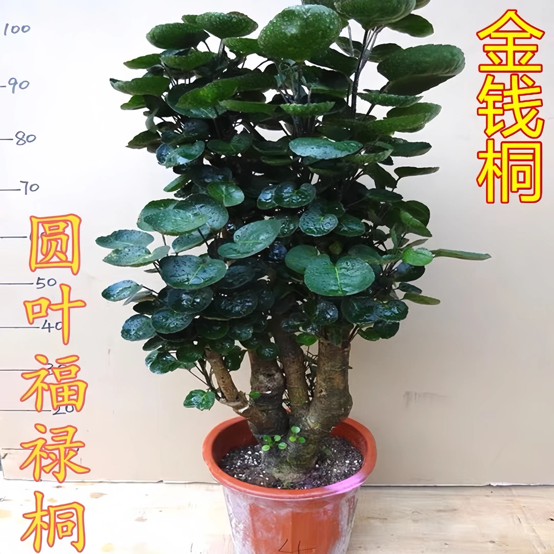 圆叶福禄桐绿植盆栽老桩金钱兜室内外办公室四季常花卉特惠送福利