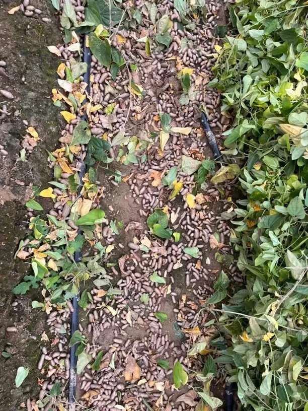 [超划算]蠡县山药豆颗粒果子山药豆新鲜果王小白嘴