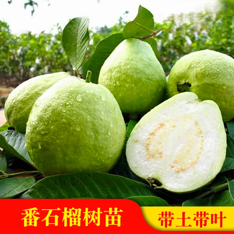 番石榴苗四季白肉珍珠红心西瓜芭乐少籽红宝石嫁接果树苗当年结果