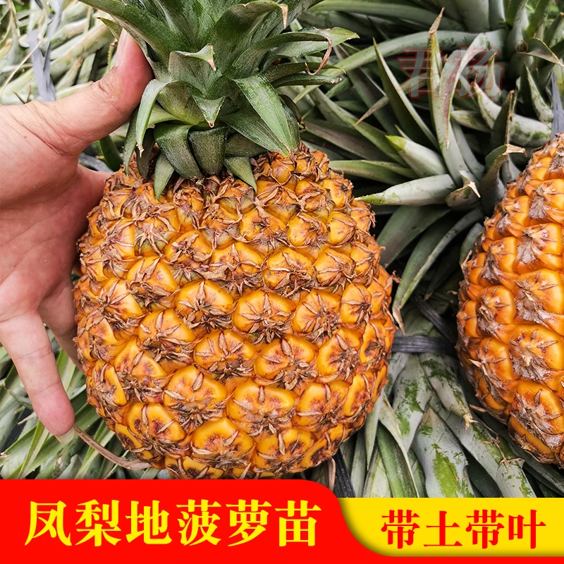 金钻17号凤梨地菠萝苗手撕凤梨台农四号金钻果树苗木地栽盆栽