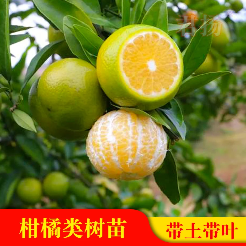 沃柑沙糖桔嫁接果树苗皇帝柑桔苗红江橙茂谷柑砂糖橘小金桔橘