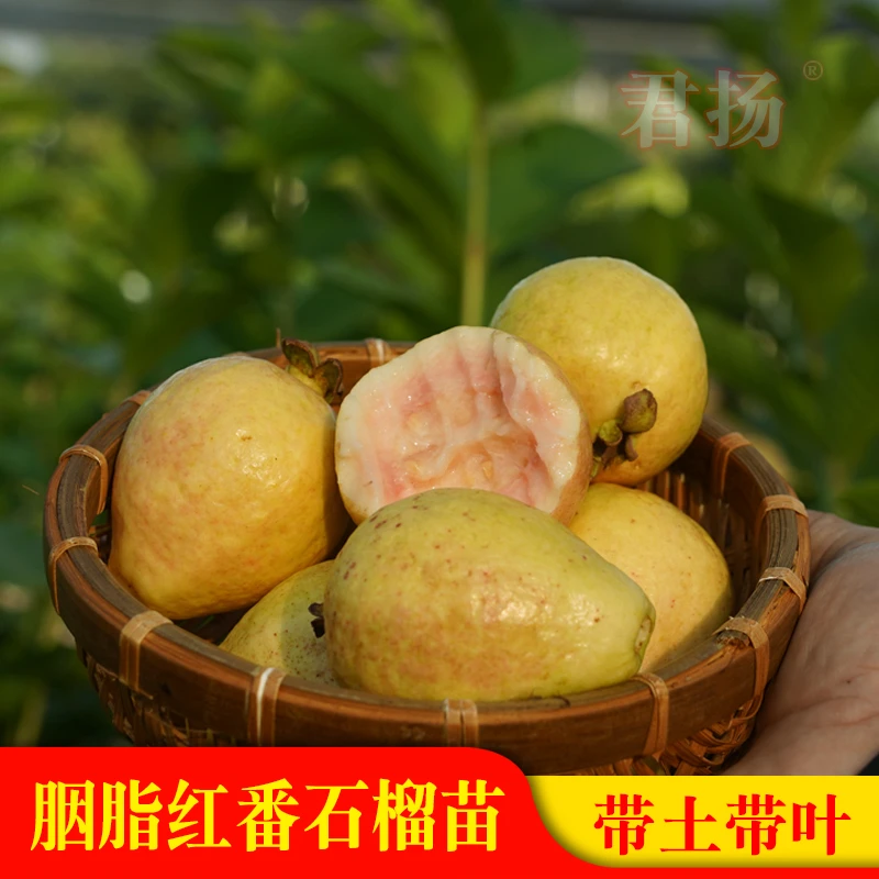 胭脂红番石榴苗 嫁接苗 软糯香甜口感 可盆栽地栽庭院种植