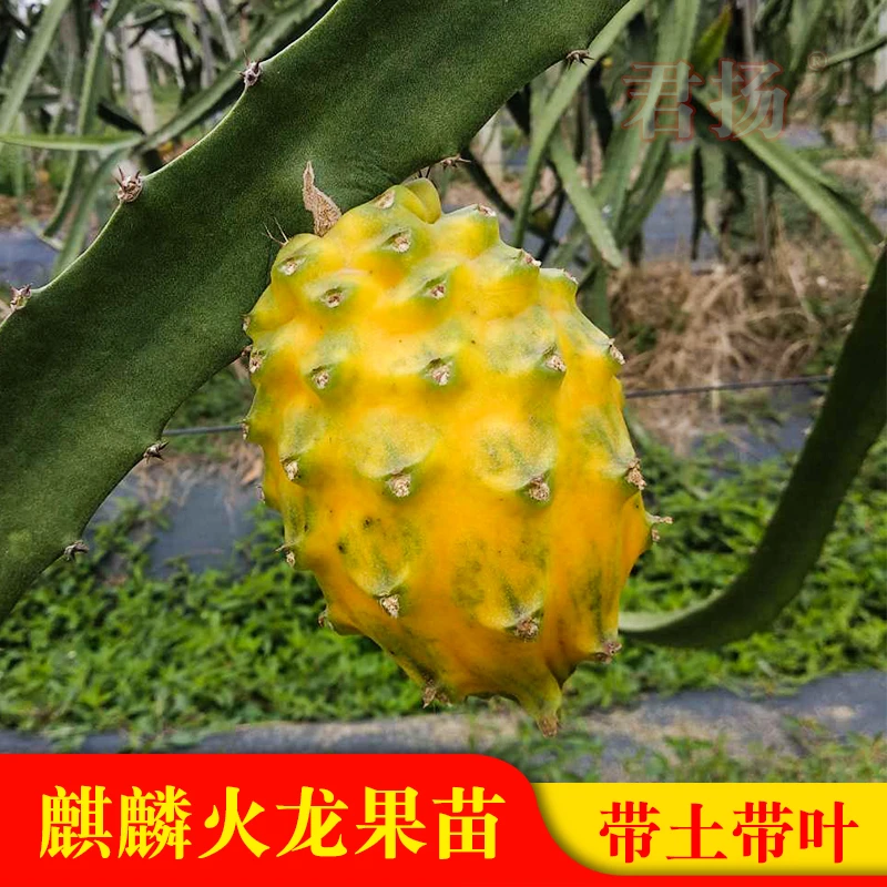广西火龙果苗麒麟果黄龙无刺火龙果苗盆栽果树苗嫁接结果